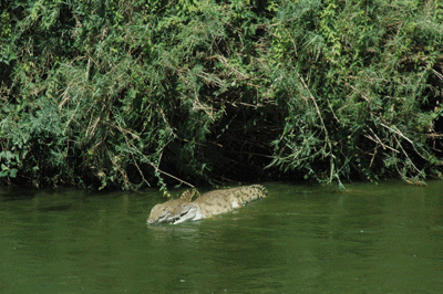 1-crocodiles-fighting-tsavo-k.gif