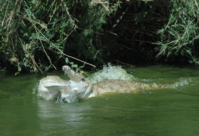 2-crocodiles-fighting-tsavo.gif