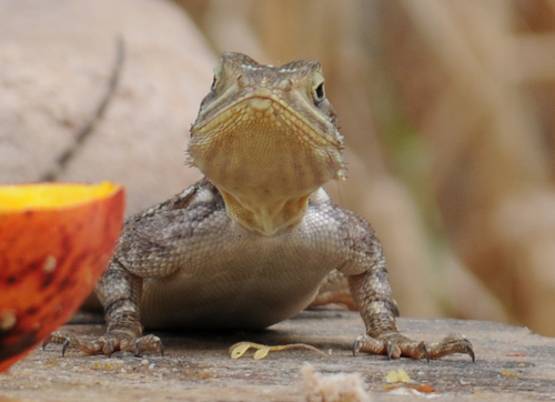 agama-lizard-female-cu.png