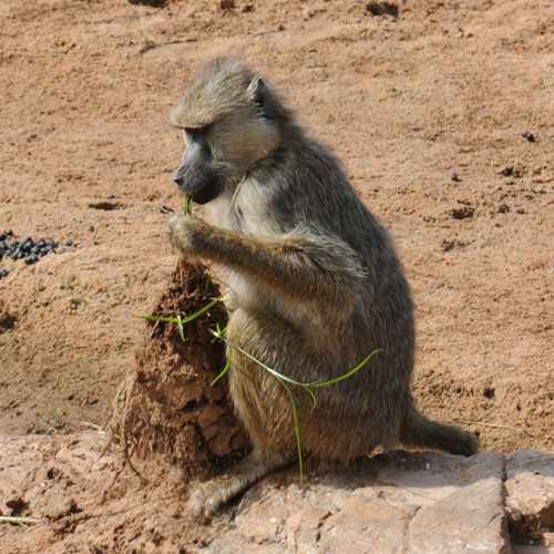 baboon-feeds-on-grass-clump.jpg