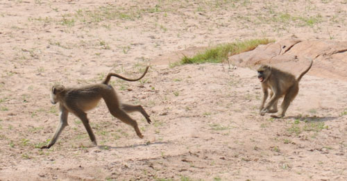 baboon-squabbles.jpg