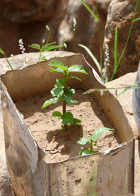 baby-fig-trees-3.gif