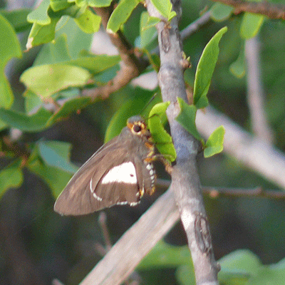 butterfly-with-leaf-21jan08.gif