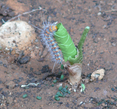 caterpillar-18dec07.gif