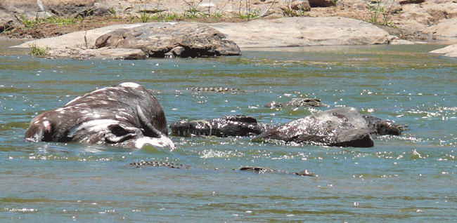 crocodiles-buffalo-05.gif