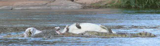 crocodiles-buffalo-carcass-04