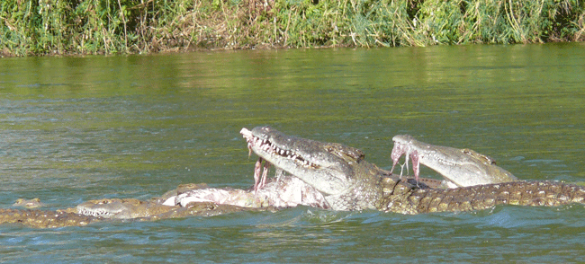 crocodiles-buffalo-carcass-20