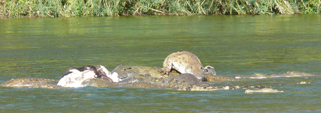 crocodiles-buffalo-carcass-23