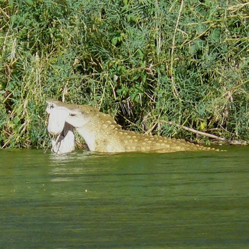 crocodiles-buffalo-carcass-39