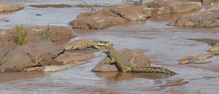 crocodiles-in-sun.gif