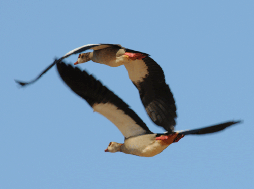 egyptian-geese-fly.gif