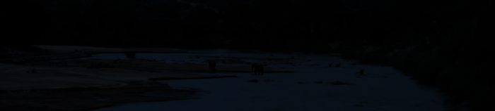 elephant-late-eve-12.gif