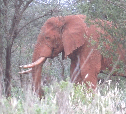 elephant-tsavo-west-26jan08.gif
