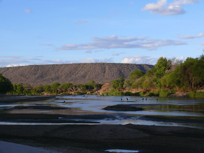 evening-river-marabous