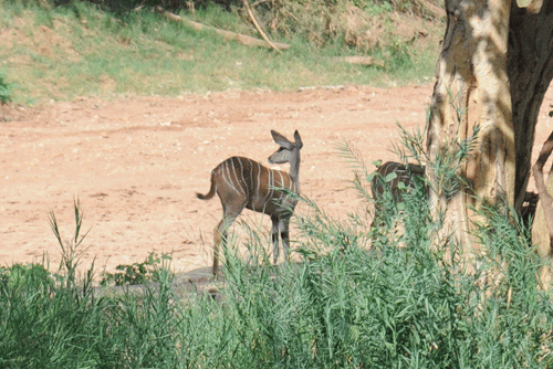 female-lesser-kudu-15a.gif