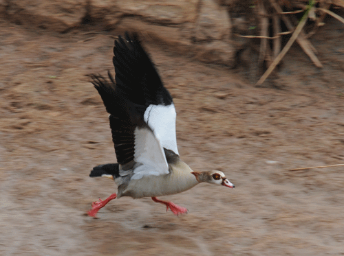 geese-mating-30.gif