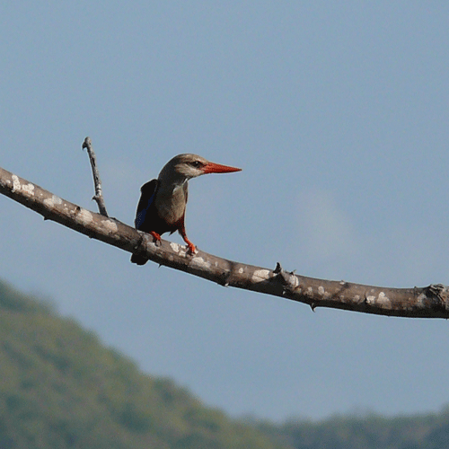 grey-headed-kingfisher-01ja.gif