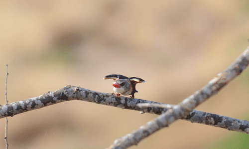 grey-headed-kingfisher-03.gif