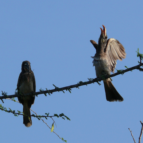 grey-hornbills-courting-27n.gif