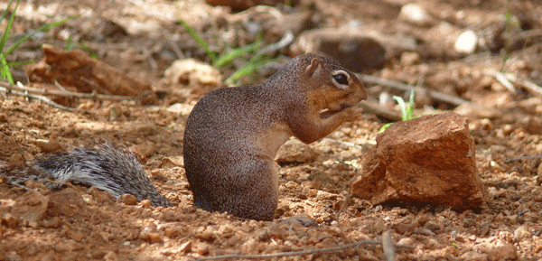 ground-squirrel.gif