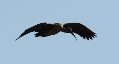 hadada-ibis-in-flight-cu.gif