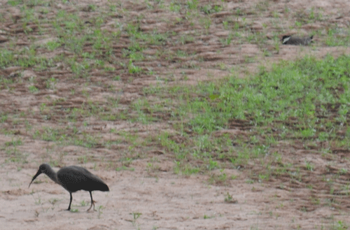 hadada-ibis-plover-nest.gif