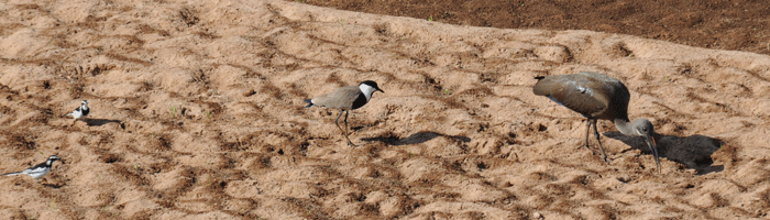 hadada-ibis-spurwinged-plov.gif