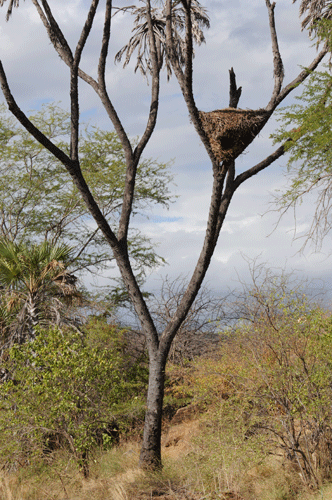 hammerkop-nest-tree.gif