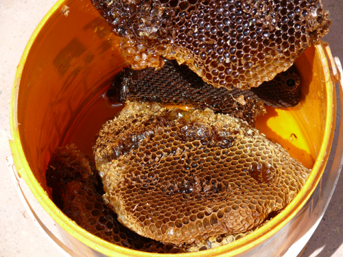 honey-comb-14march08-d.png