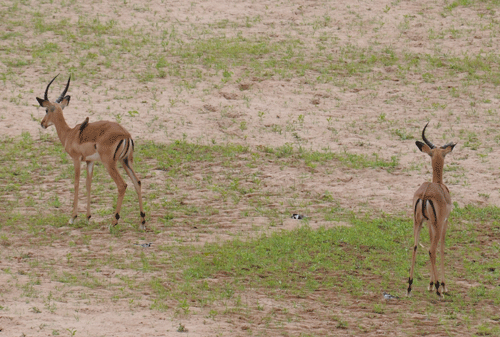 impala-plover-nest-05.gif