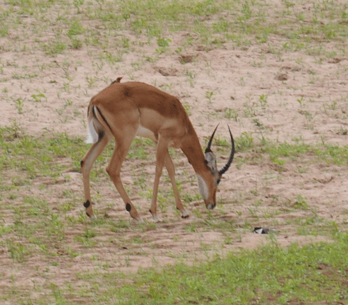 impala-plover-nest-06.gif