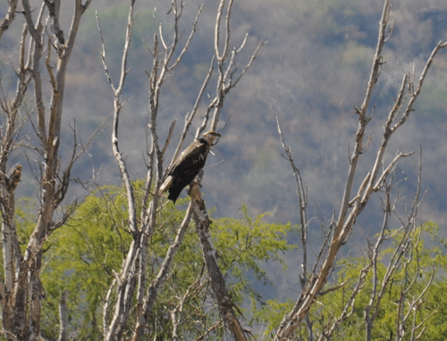 juvenile-fish-eagle-04.gif