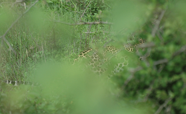 leopard-in-bush-15dec07.gif