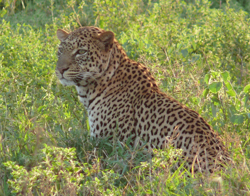 leopard-tsavo-west-26jan08-back