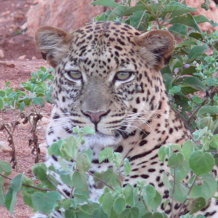 leopard-tsavo-west-26jan08-bcu