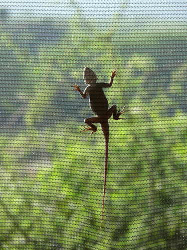 lizard-hunting-bugs-07.gif