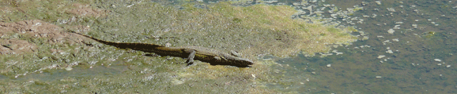 monitor-lizard-2.gif