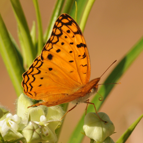 new-orange-butterfly-02.gif