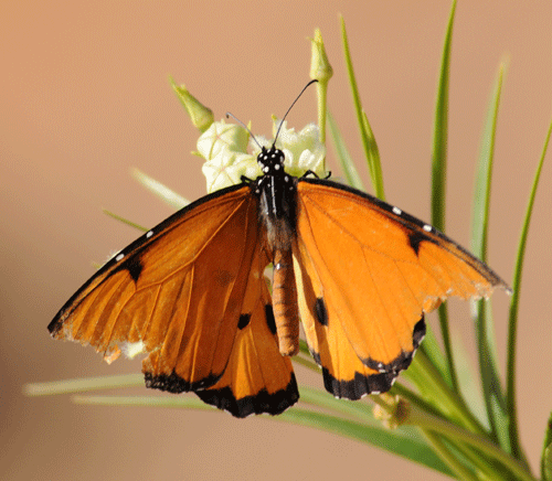 orange-butterfly-11.gif