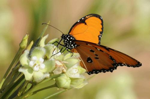 orange-butterfly-reeds.gif