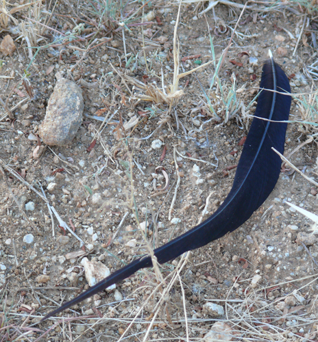 paradise-whydah-feather-10m.png