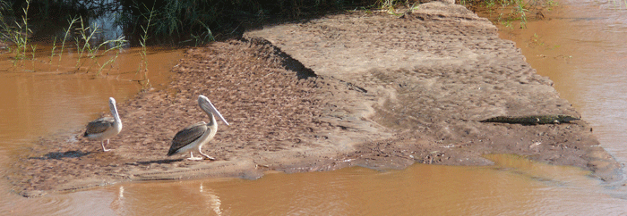 pelicans-with-crocodile-14f.gif