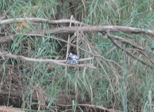 pied-kingfishers-mating.gif