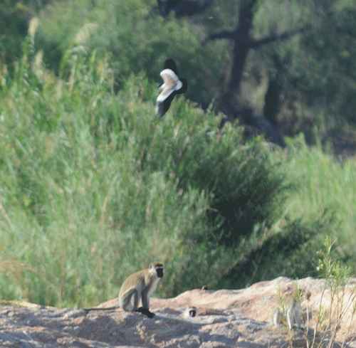 plover-bombs-vervets-05.gif