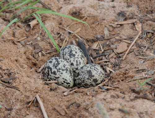 plover-eggs-18june08-mornin.gif