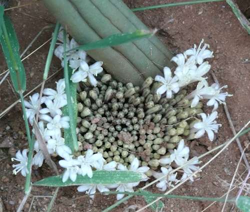 sanseviera-flowers-cu-04jan08