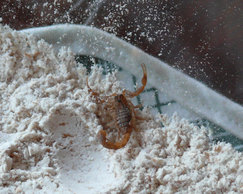 scorpion-in-dough.gif
