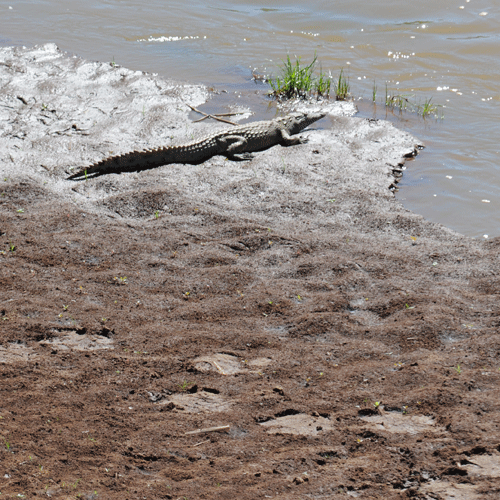 small-croc-hippo-tracks.gif