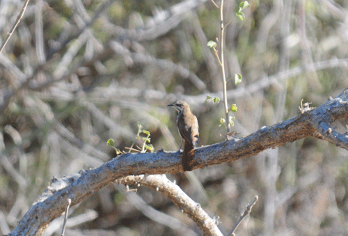 spotted-morning-warbler.gif