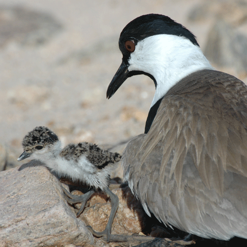 spurwing-plover-nest-48.gif